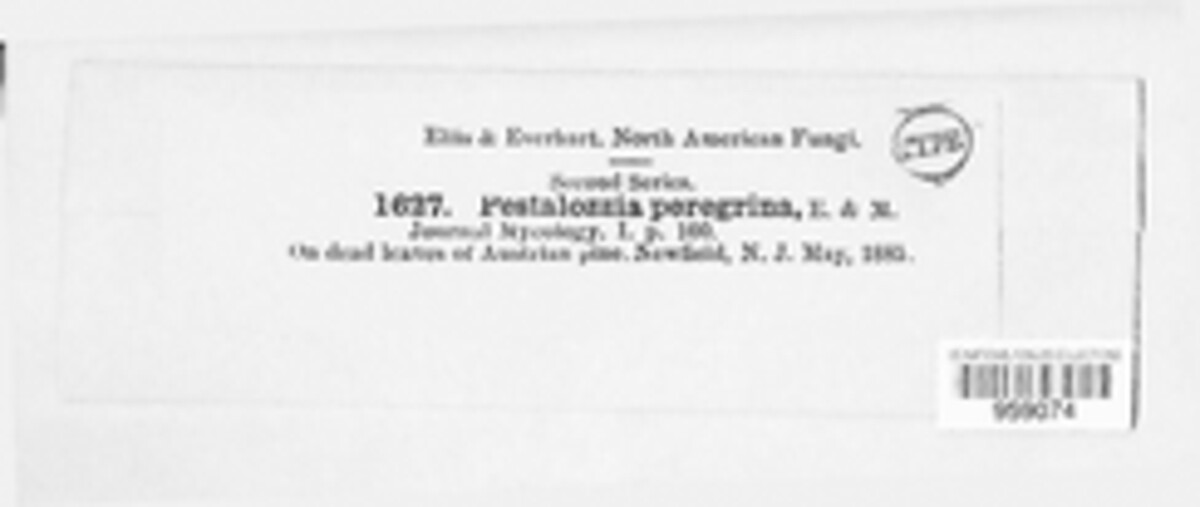 Pestalotia peregrina image